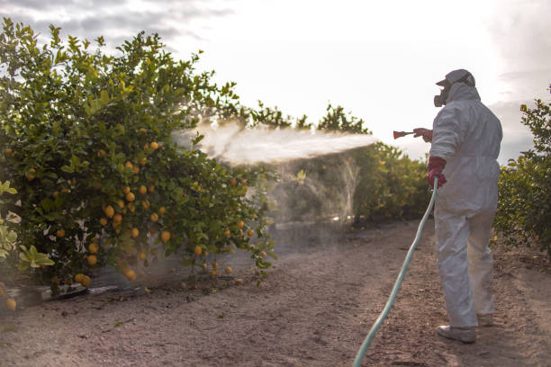 Best Wasp Removal Services  in Bastrop, LA