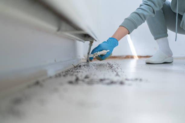 Best Termite Control Services  in Bastrop, LA